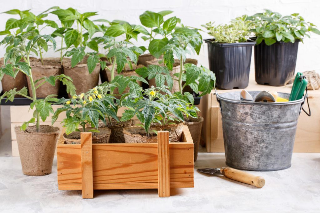 What You Need And Do Not Need To Do When Feeding Seedlings