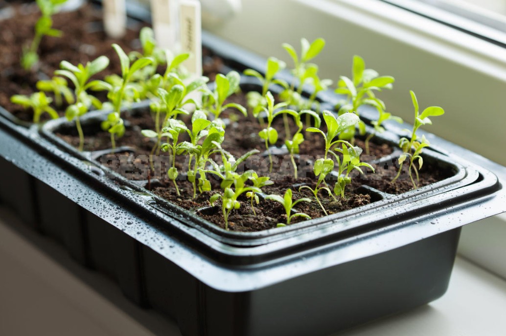 What You Need And Do Not Need To Do When Feeding Seedlings