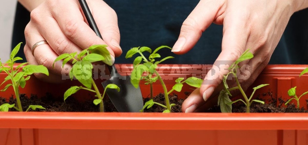 What You Need And Do Not Need To Do When Feeding Seedlings