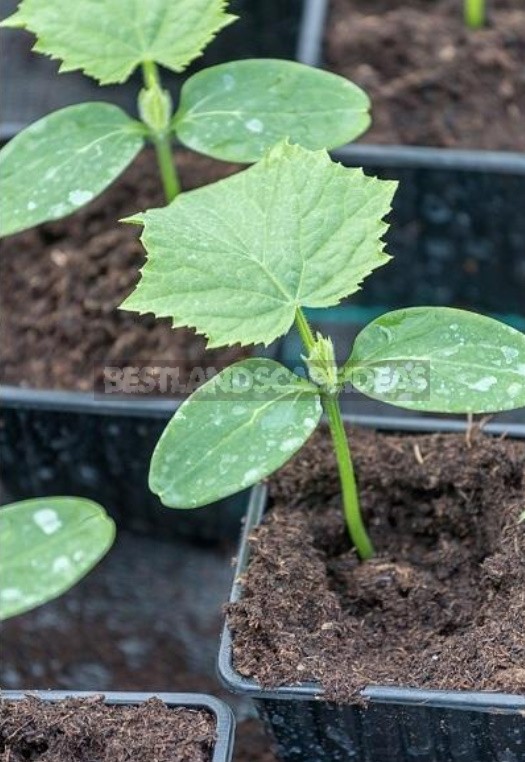 What You Need And Do Not Need To Do When Feeding Seedlings