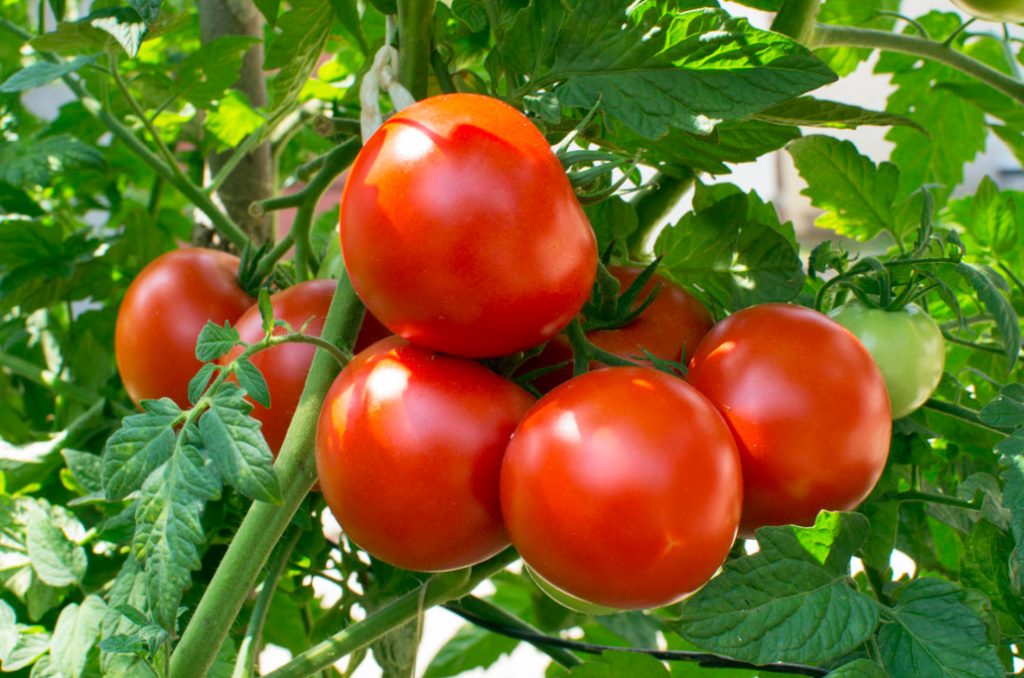 What You Need To Know About Feeding Tomatoes From Sowing To Harvesting