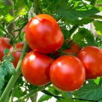 What You Need To Know About Feeding Tomatoes From Sowing To Harvesting