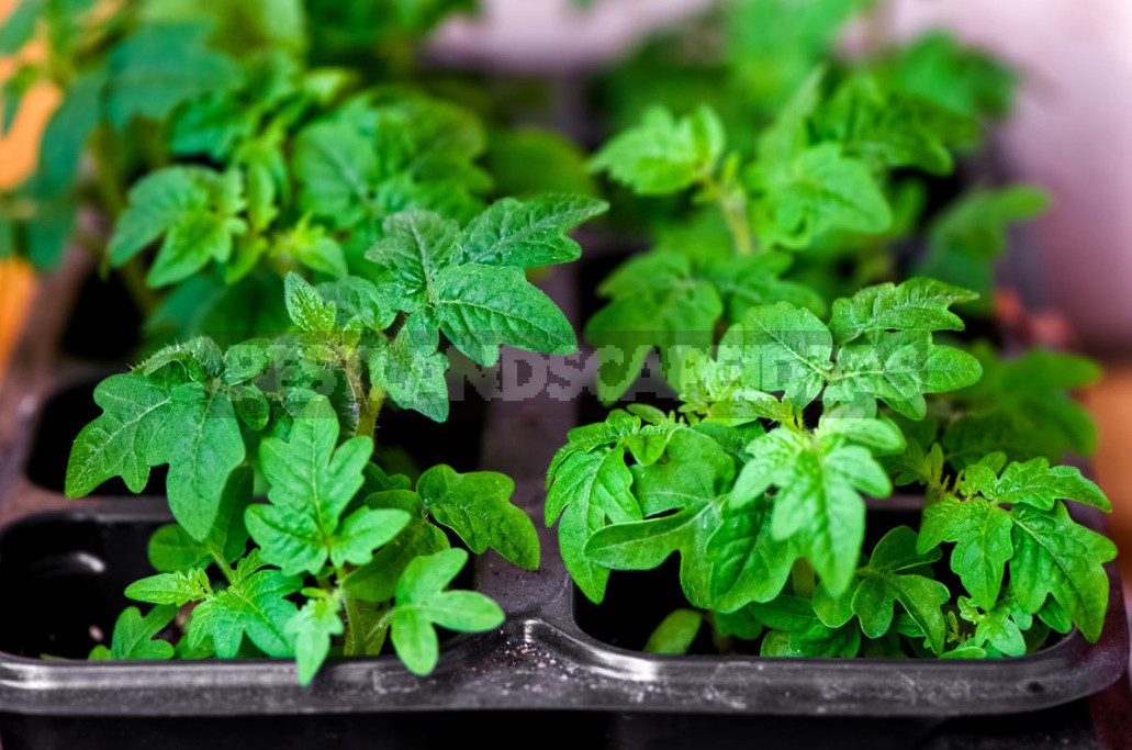 What You Need To Know About Feeding Tomatoes From Sowing To Harvesting