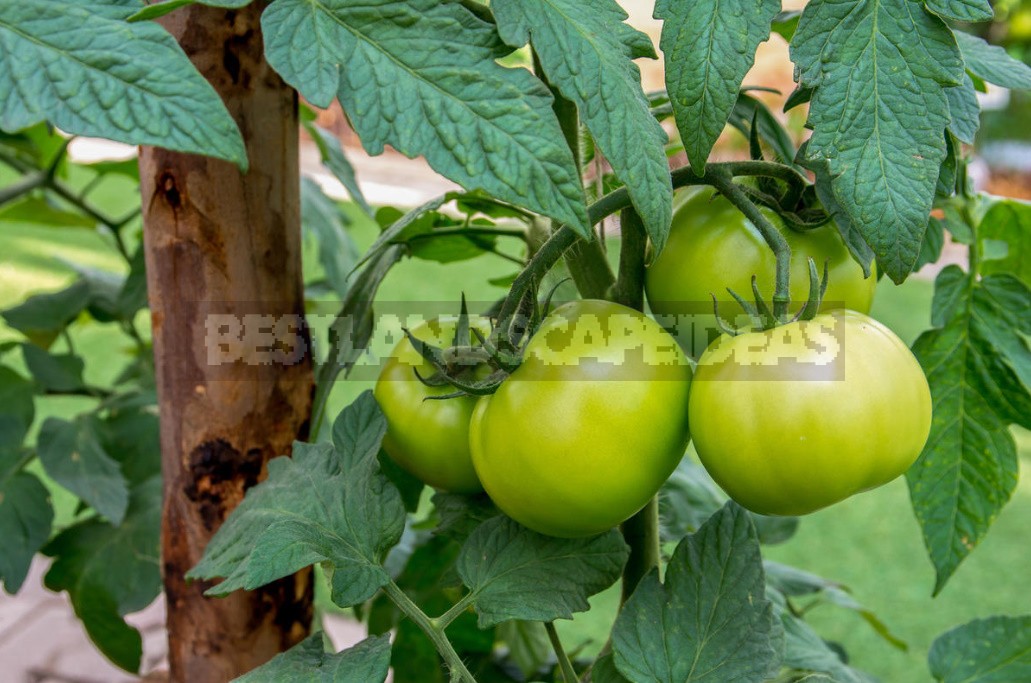 What You Need To Know About Feeding Tomatoes From Sowing To Harvesting
