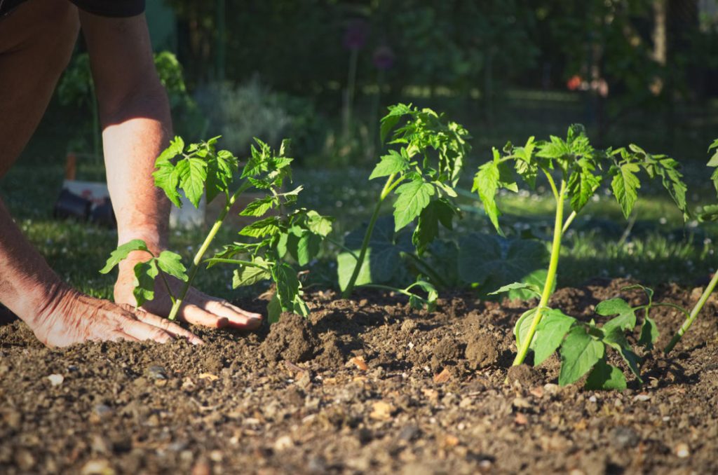 What You Need To Know About Feeding Tomatoes From Sowing To Harvesting ...