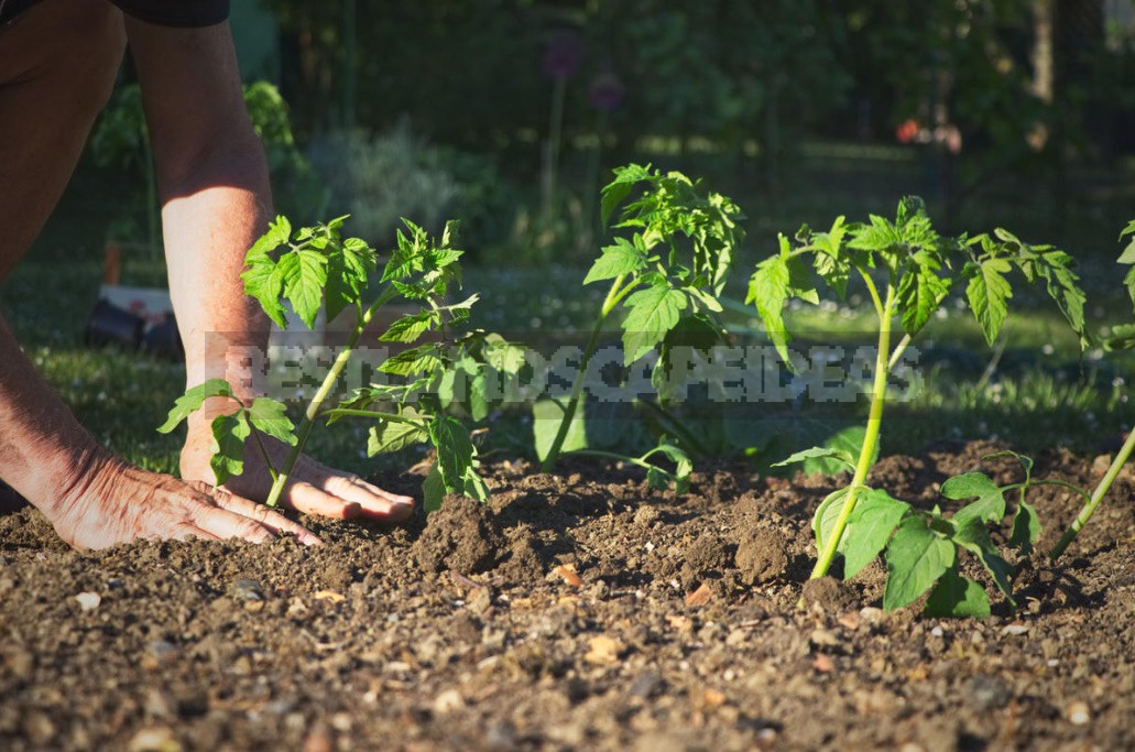 What You Need To Know About Feeding Tomatoes From Sowing To Harvesting