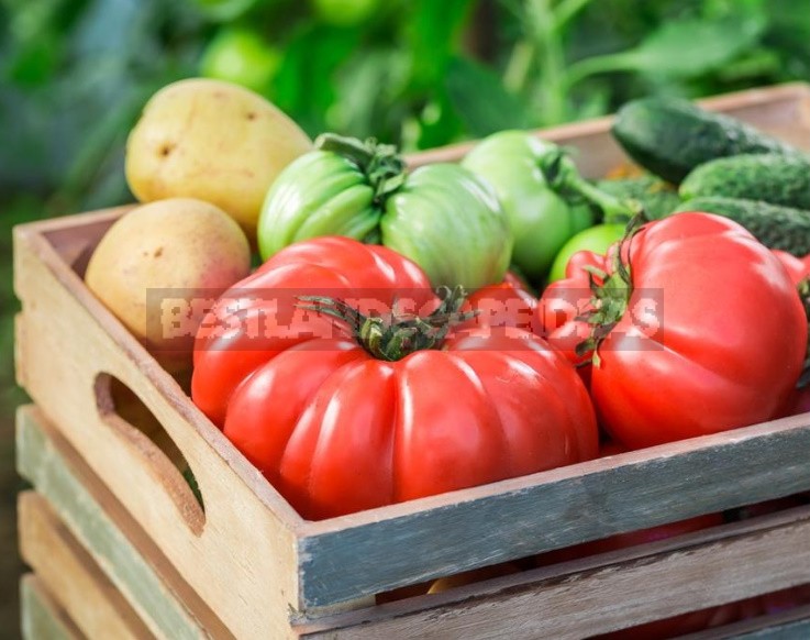 What You Need To Know About Feeding Tomatoes From Sowing To Harvesting