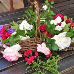 What You Need To Know About Roses Before You Go To The Store To Buy Them