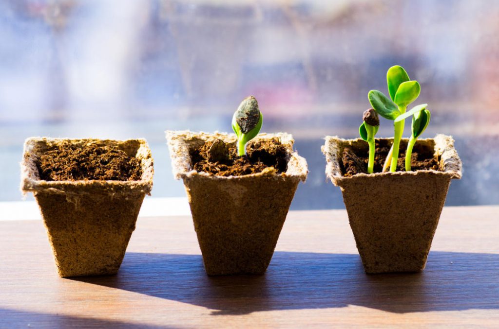 Why Seeds Don’t Germinate: 6 Likely Reasons For Failure With Crops