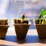 Why Seeds Don’t Germinate: 6 Likely Reasons For Failure With Crops