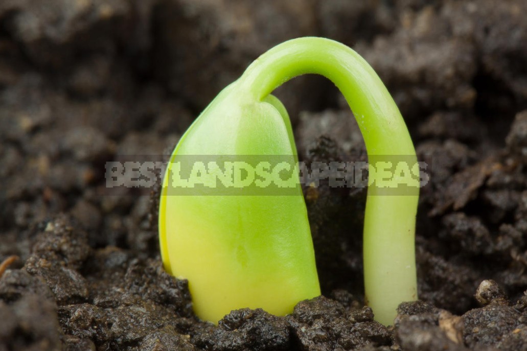 Why Seeds Don't Germinate: 6 Likely Reasons For Failure With Crops