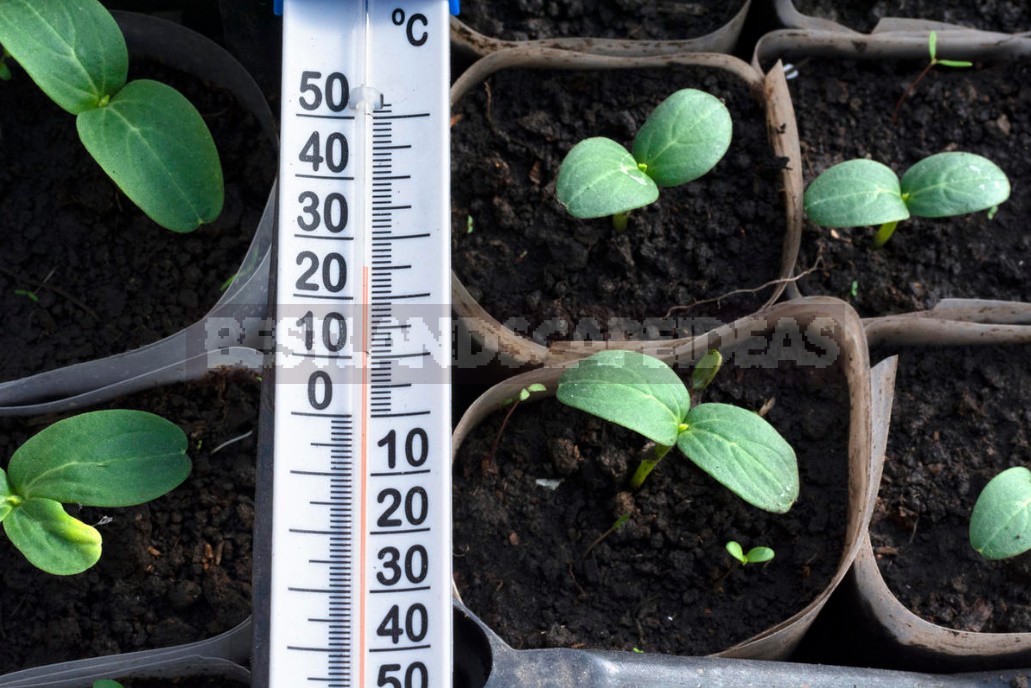 Why Seeds Don't Germinate: 6 Likely Reasons For Failure With Crops