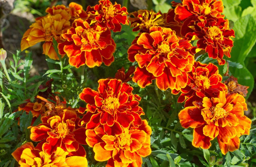 About The Benefits Of Tagetes, Or How Beauty Saves The Garden