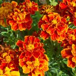 About The Benefits Of Tagetes, Or How Beauty Saves The Garden