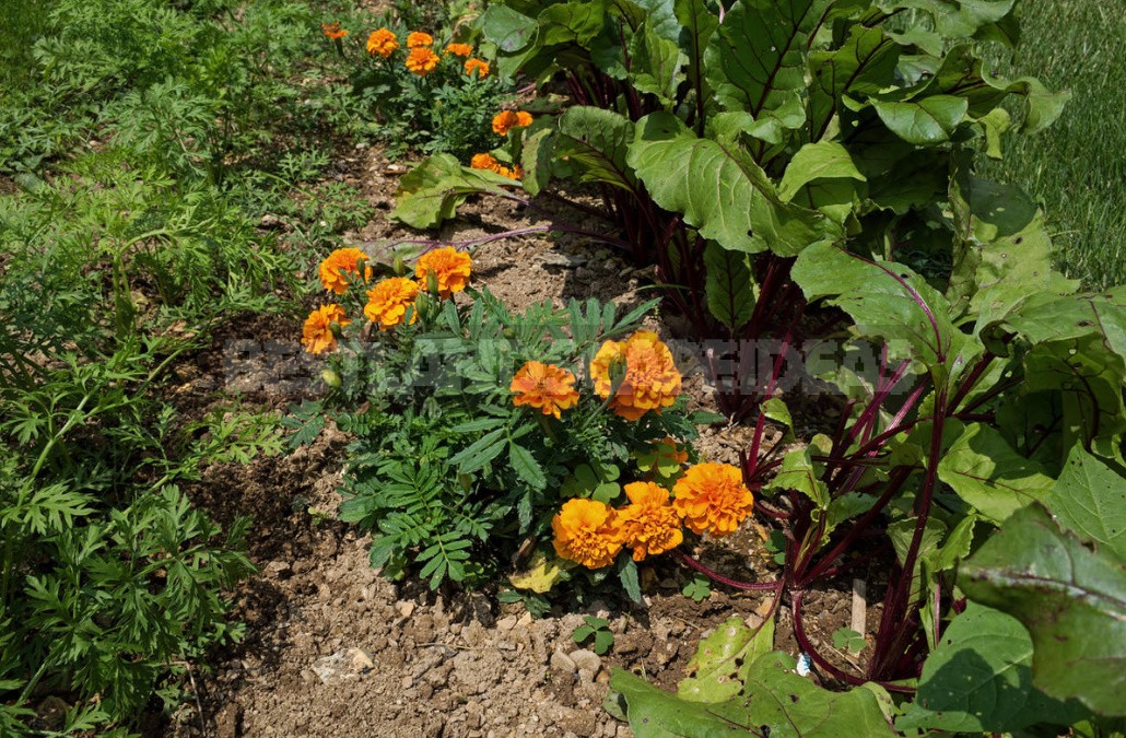 About The Benefits Of Tagetes, Or How Beauty Saves The Garden