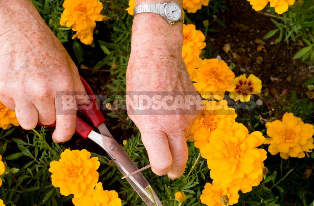 About The Benefits Of Tagetes, Or How Beauty Saves The Garden
