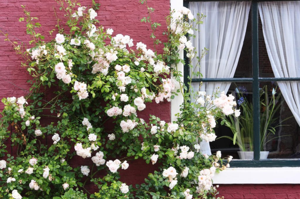 Climbing Roses In The Garden: Types, Varieties, Placement, Photos
