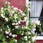 Climbing Roses In The Garden: Types, Varieties, Placement, Photos
