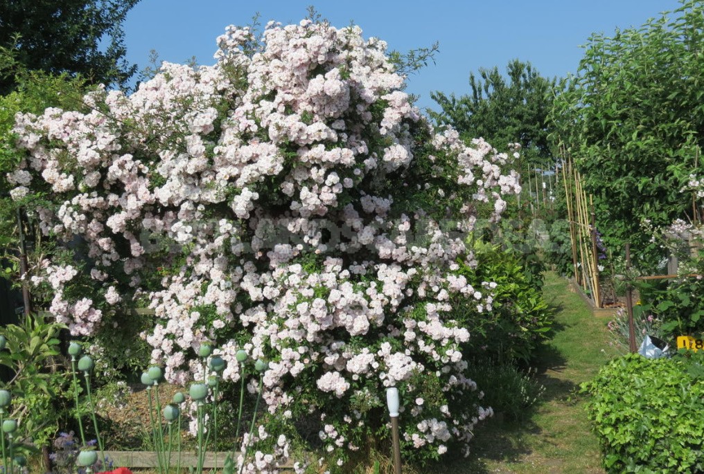 Climbing Roses In The Garden: Types, Varieties, Placement, Photos