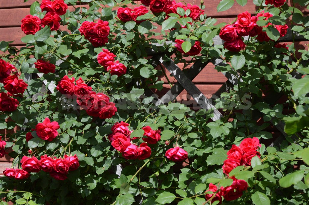 Climbing Roses In The Garden: Types, Varieties, Placement, Photos