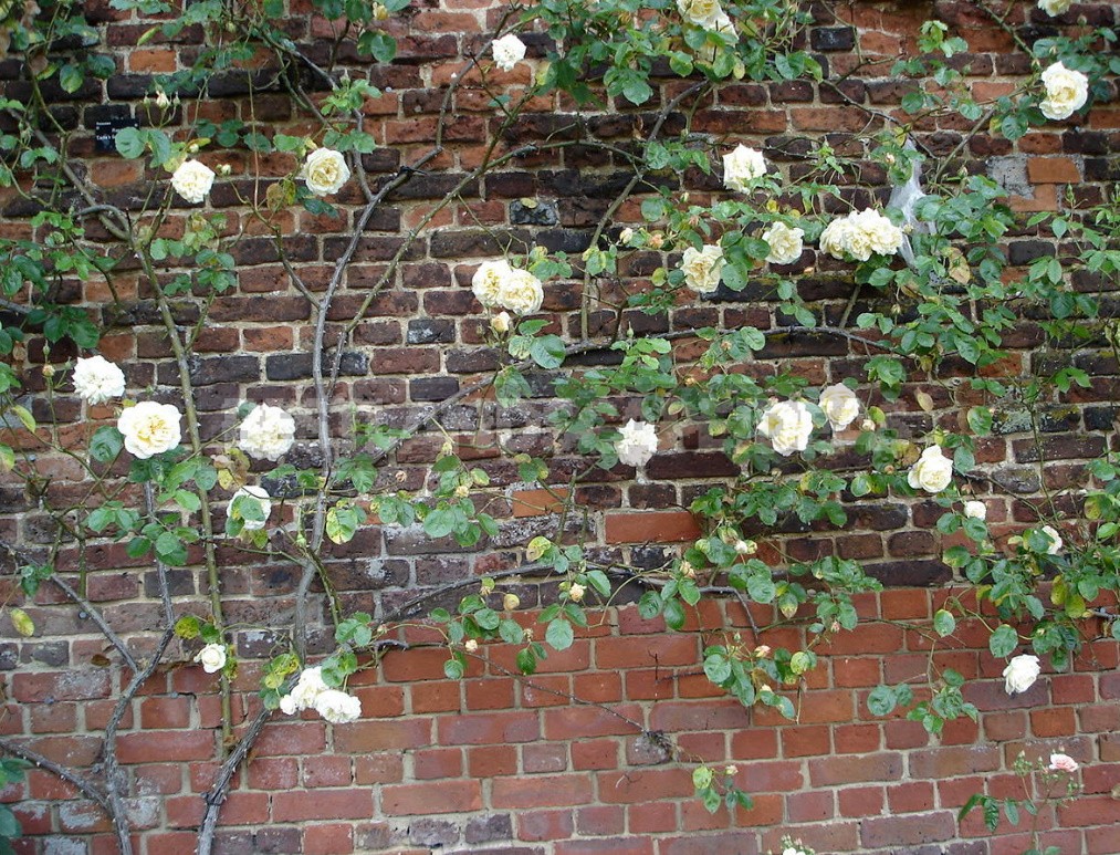 Climbing Roses In The Garden: Types, Varieties, Placement, Photos