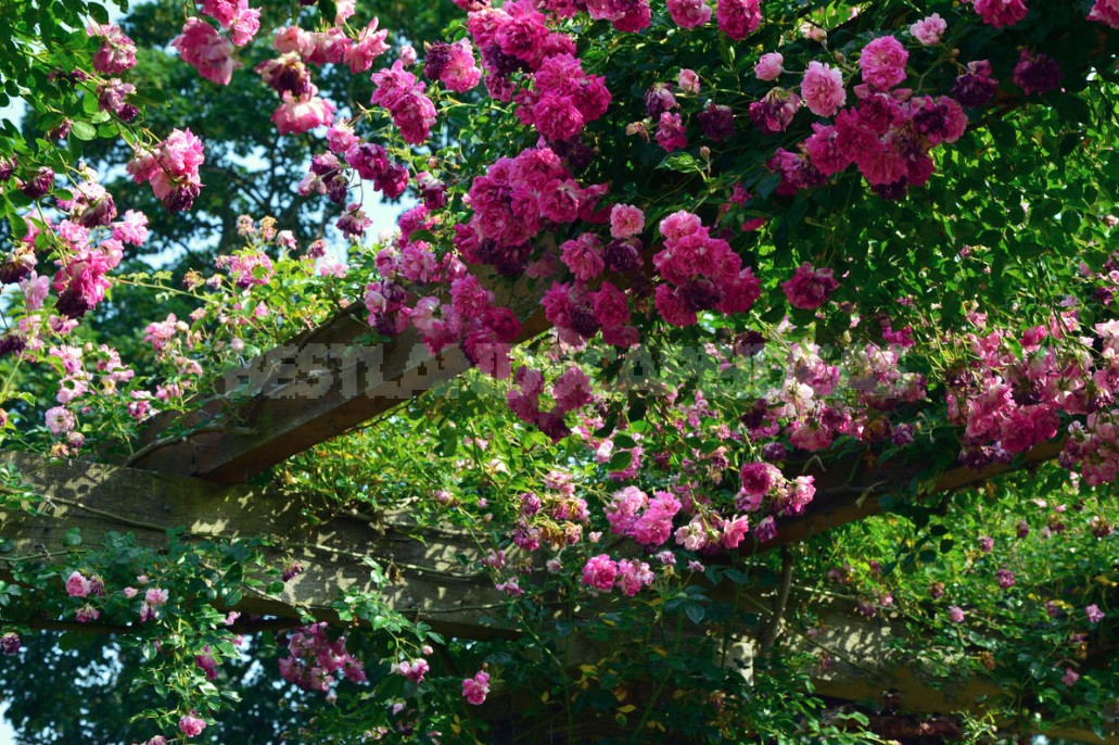 Climbing Roses In The Garden: Types, Varieties, Placement, Photos