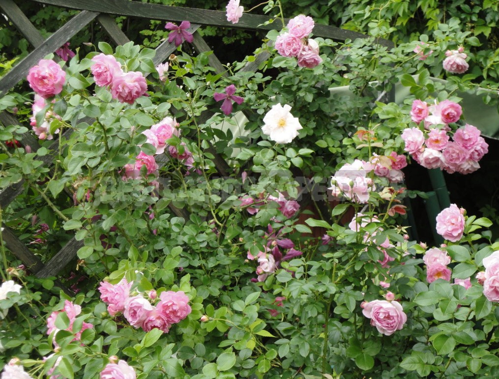 Climbing Roses In The Garden: Types, Varieties, Placement, Photos