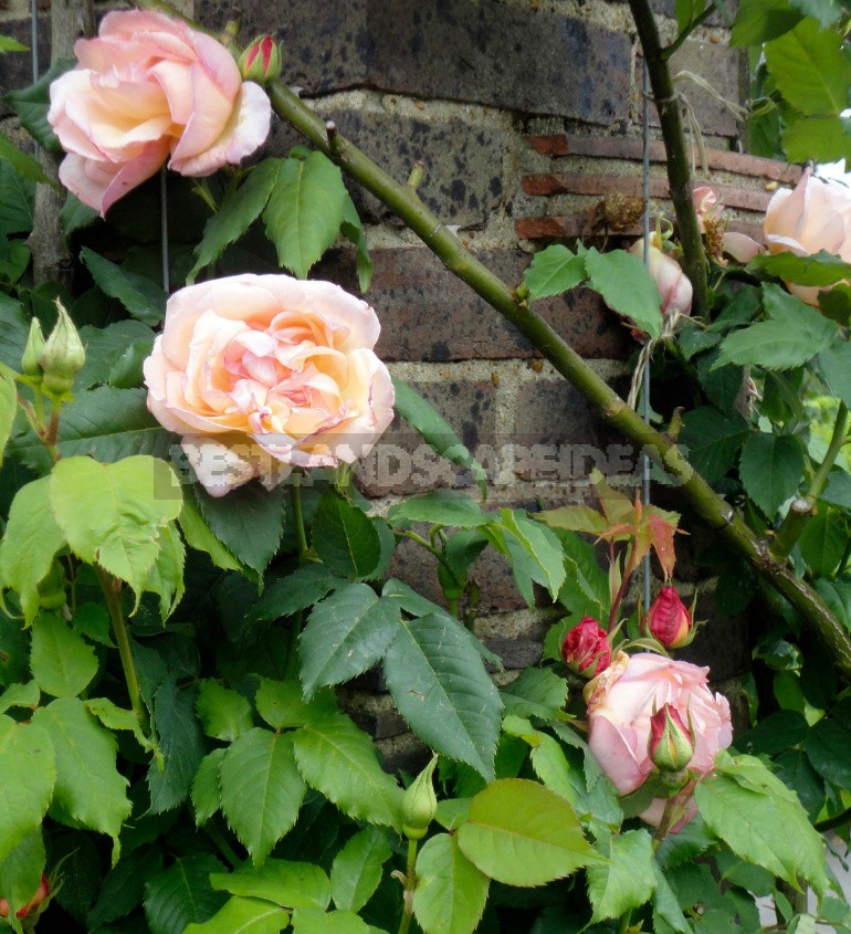 Climbing Roses In The Garden: Types, Varieties, Placement, Photos