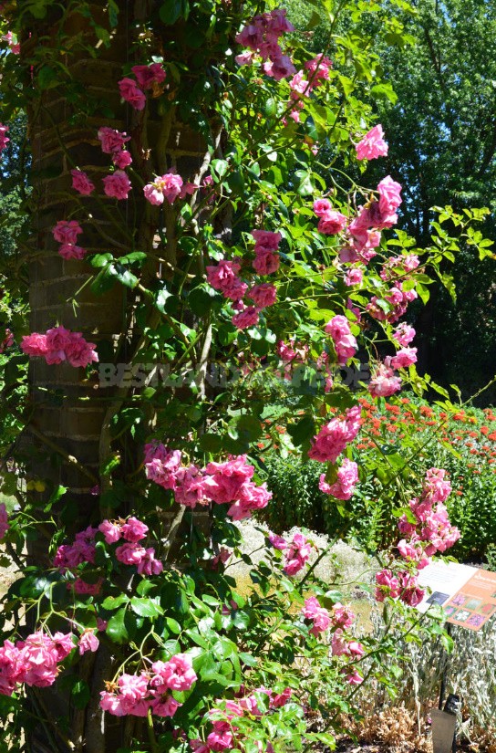 Climbing Roses In The Garden: Types, Varieties, Placement, Photos