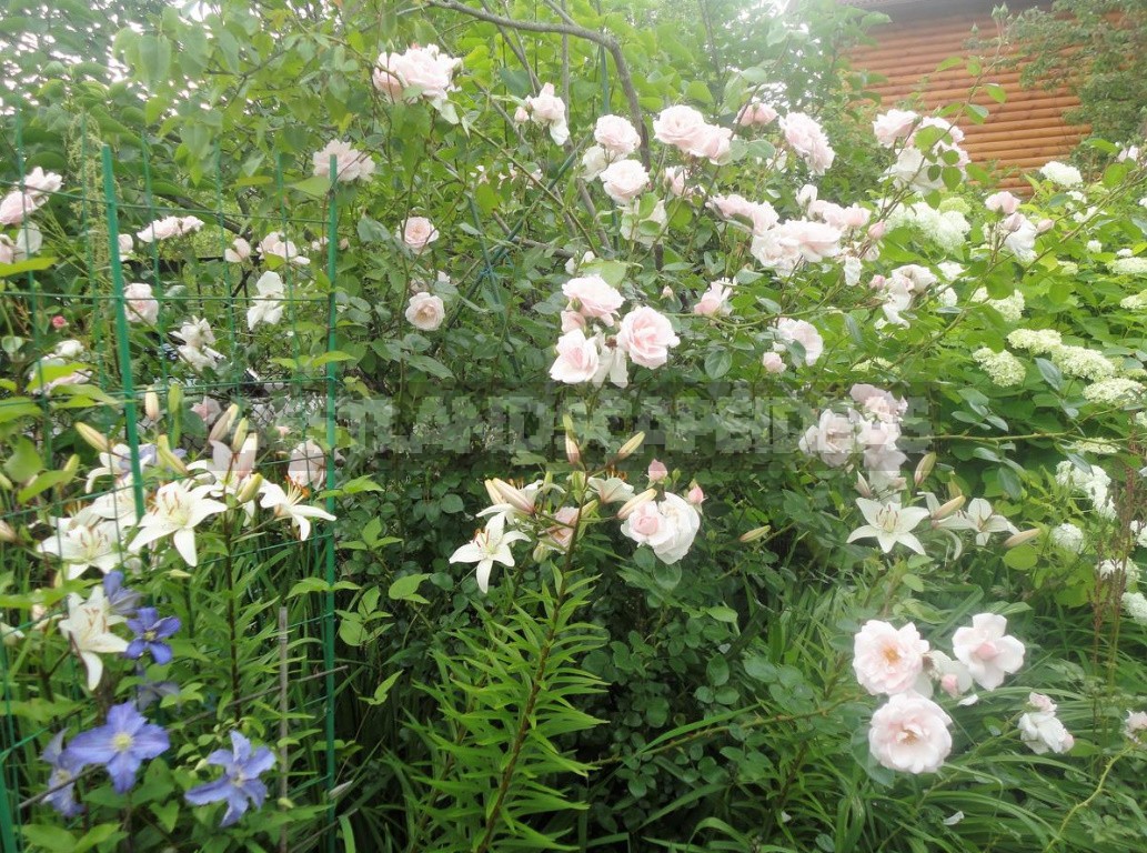 Climbing Roses In The Garden: Types, Varieties, Placement, Photos