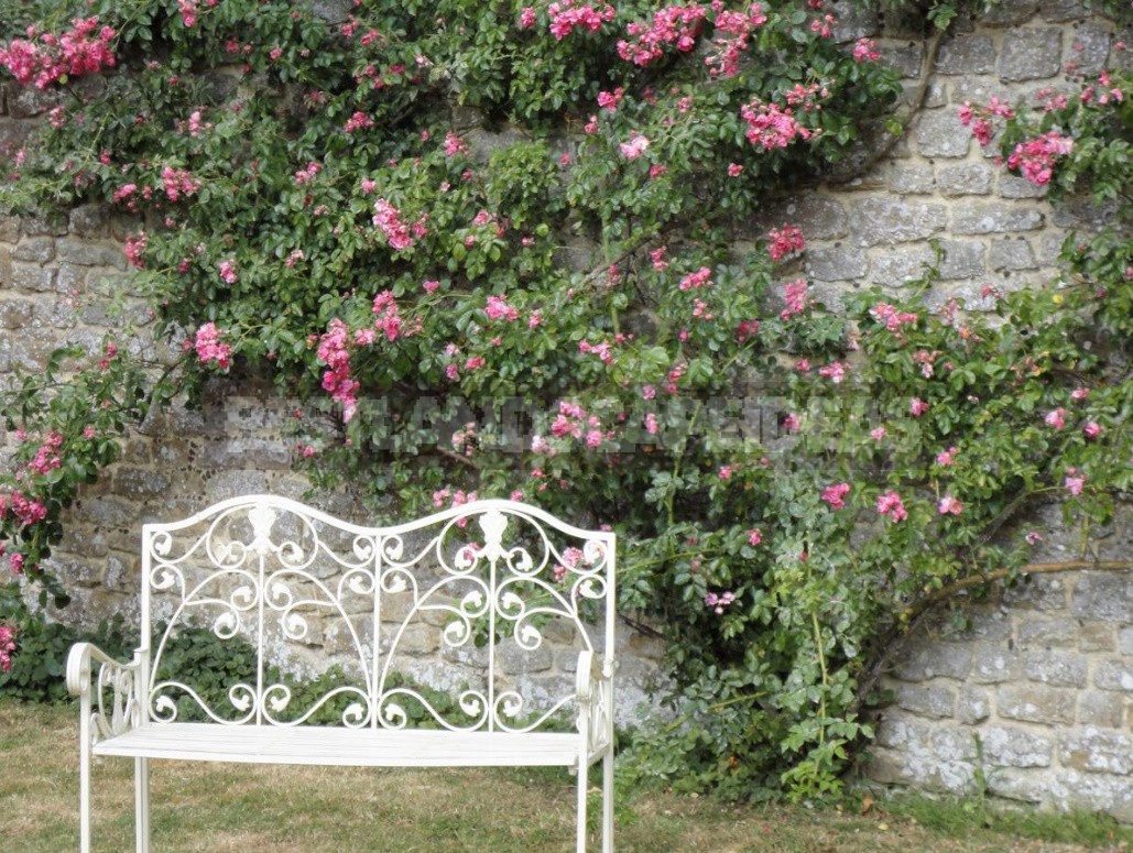 Climbing Roses In The Garden: Types, Varieties, Placement, Photos