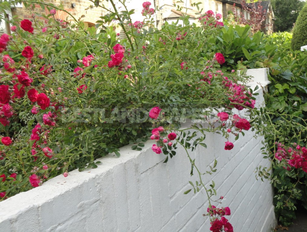 Climbing Roses In The Garden: Types, Varieties, Placement, Photos