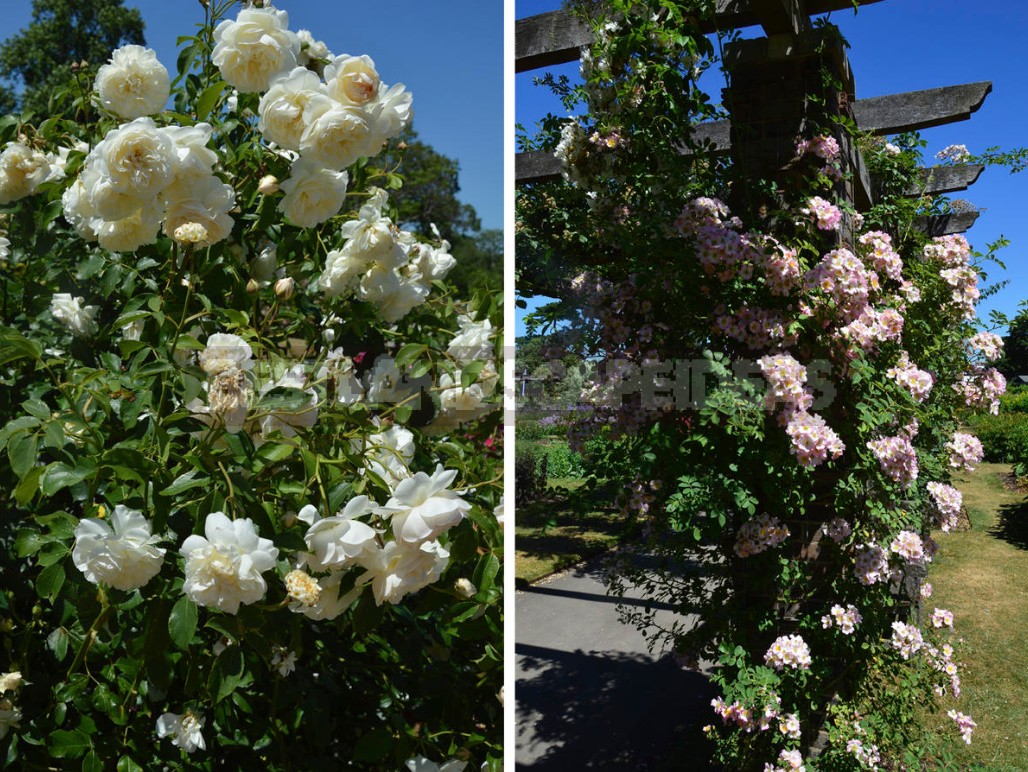 Climbing Roses In The Garden: Types, Varieties, Placement, Photos