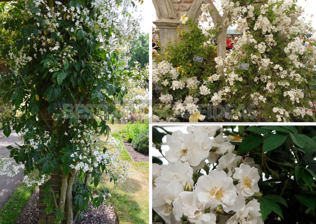 Climbing Roses In The Garden: Types, Varieties, Placement, Photos