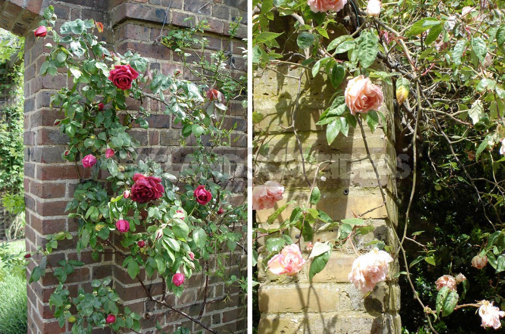 Climbing Roses In The Garden: Types, Varieties, Placement, Photos