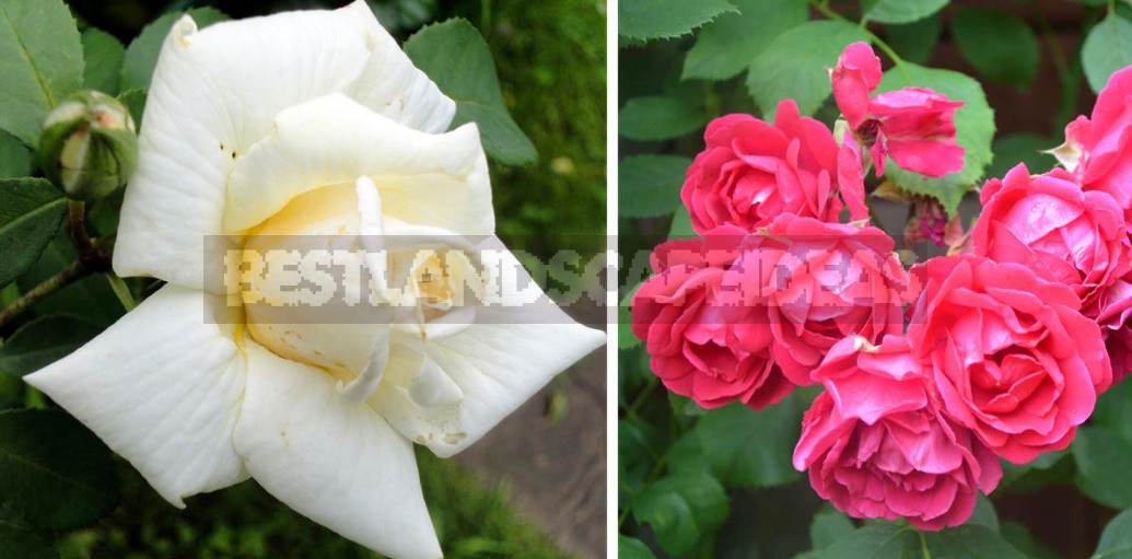 Climbing Roses In The Garden: Types, Varieties, Placement, Photos