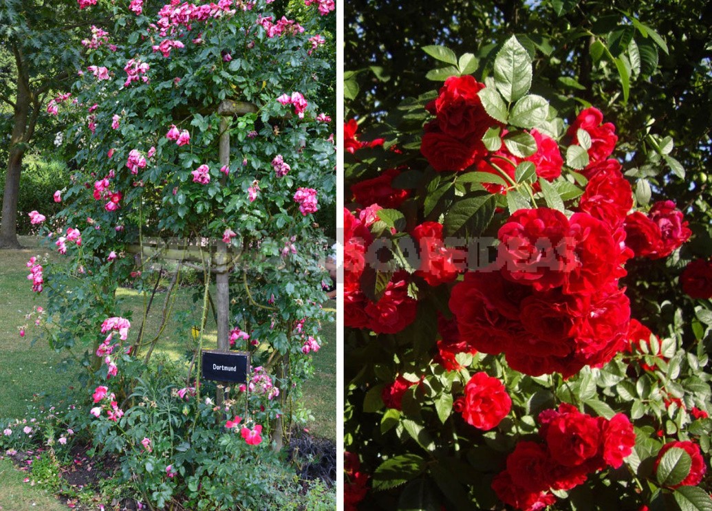 Climbing Roses In The Garden: Types, Varieties, Placement, Photos