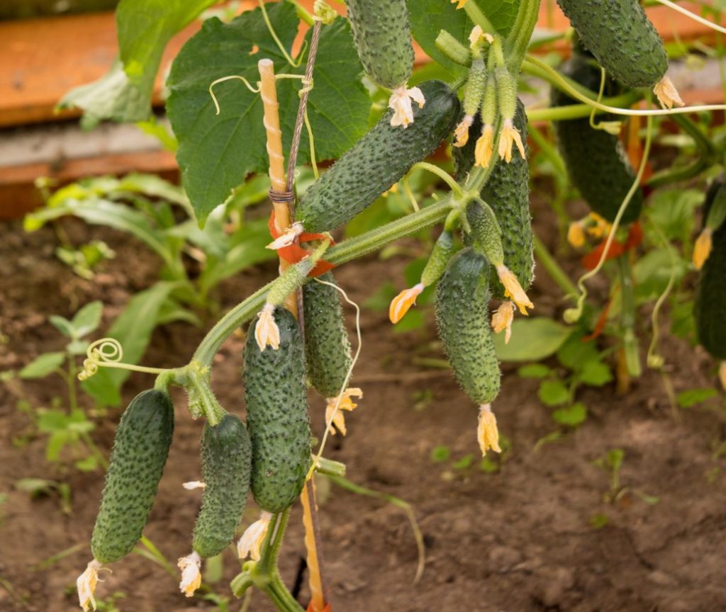 Cucumber Season: We Sow Early-Matured Hybrids Of The Bouquet Type For Seedlings