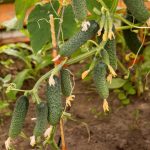 Cucumber Season: We Sow Early-Matured Hybrids Of The Bouquet Type For Seedlings