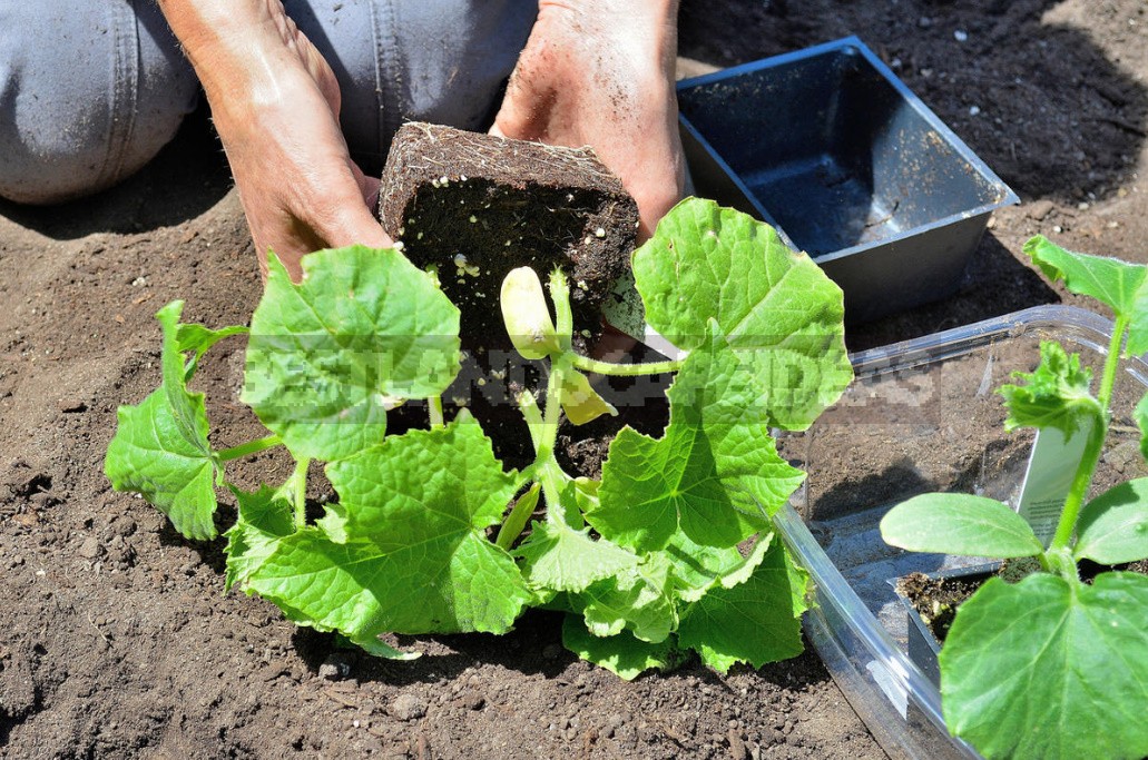 Cucumber Season: We Sow Early-Matured Hybrids Of The Bouquet Type For Seedlings