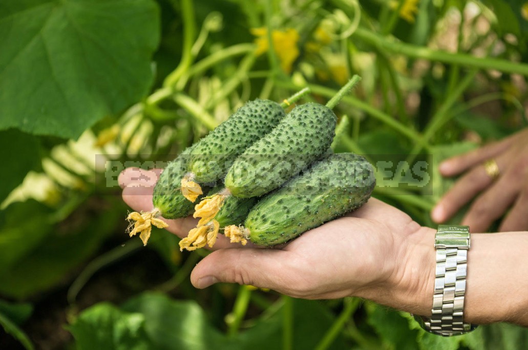 Cucumber Season: We Sow Early-Matured Hybrids Of The Bouquet Type For Seedlings