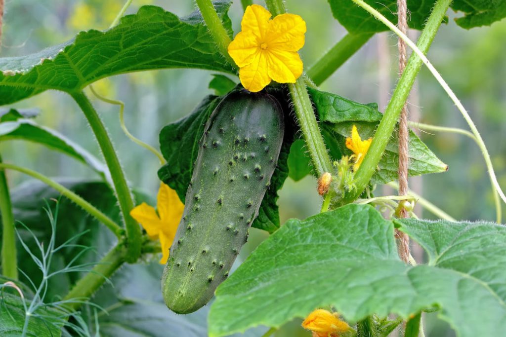 Cucumbers In The Open Ground It’s Time To Prepare The Beds