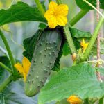 Cucumbers In The Open Ground It’s Time To Prepare The Beds