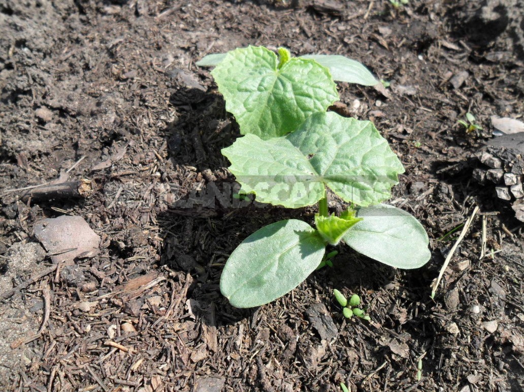 Cucumbers In The Open Ground It's Time To Prepare The Beds