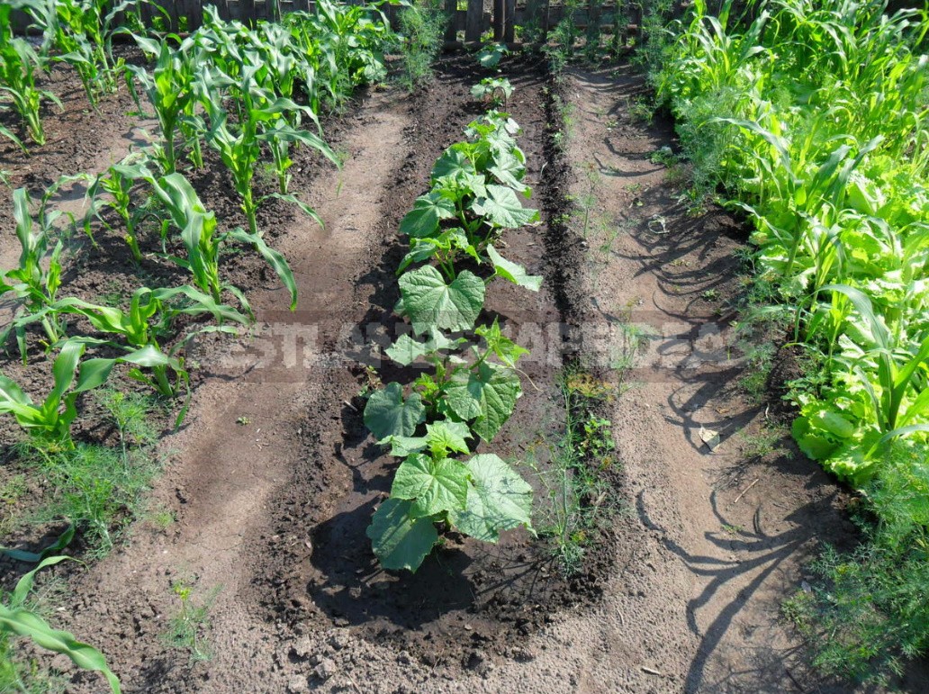 Cucumbers In The Open Ground It's Time To Prepare The Beds