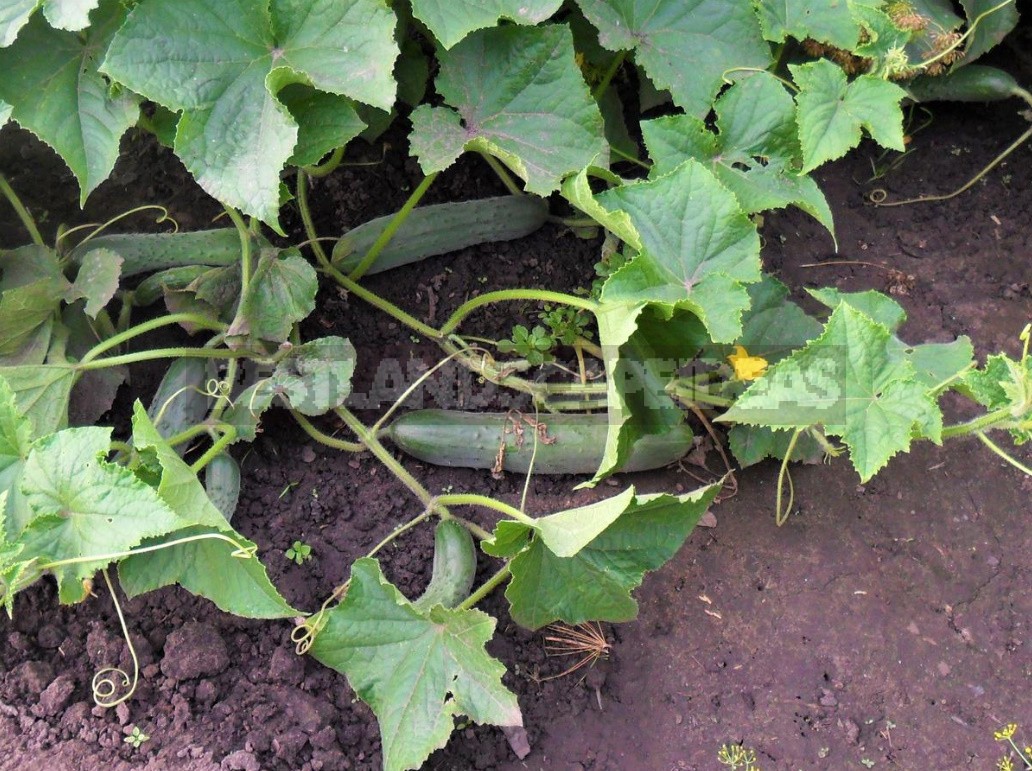 Cucumbers In The Open Ground It's Time To Prepare The Beds