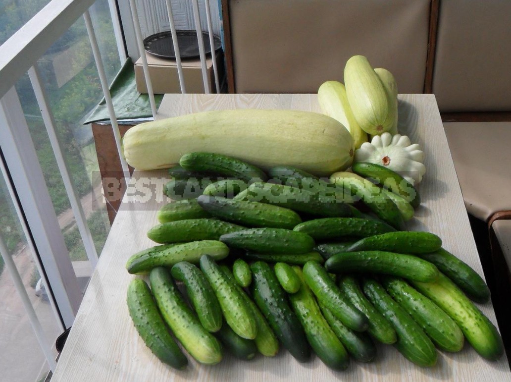 Cucumbers In The Open Ground It's Time To Prepare The Beds