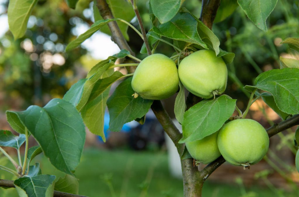 Detailed Instructions On How To Bookmark An Orchard. How To Plant Trees Without Errors (Part 1)