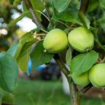 Detailed Instructions On How To Bookmark An Orchard. How To Plant Trees Without Errors (Part 2)