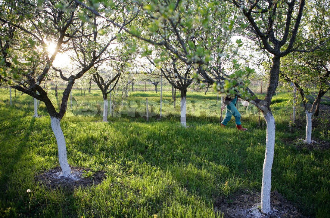 Detailed Instructions On How To Bookmark An Orchard. How To Plant Trees Without Errors (Part 2)